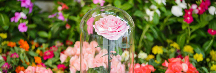 rose-sous-cloche